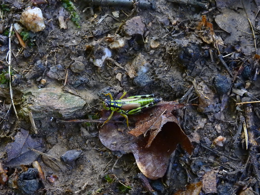 Miramella alpina - alpesi sáska