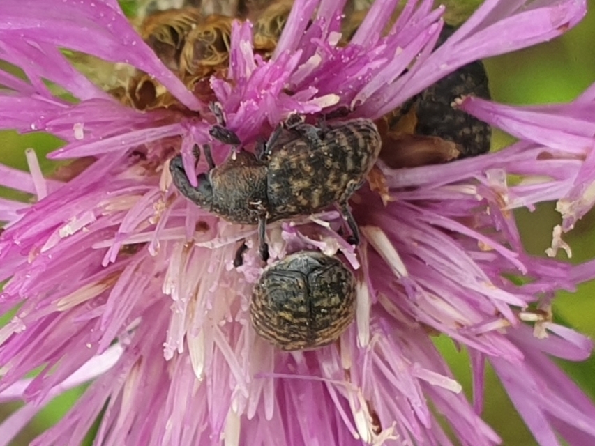 Larinus