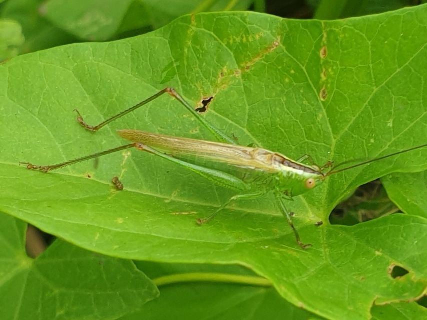 Conocephalus fuscus - kis kúpfejűszöcske