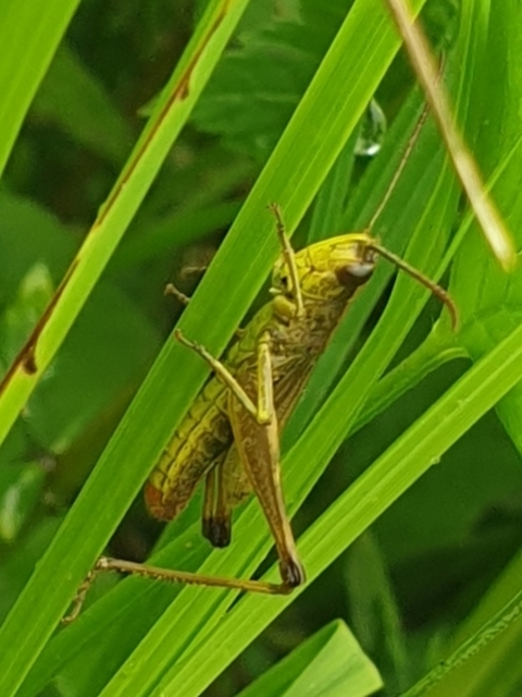 Pseudochorthippus parallelus - közönséges rétisáska