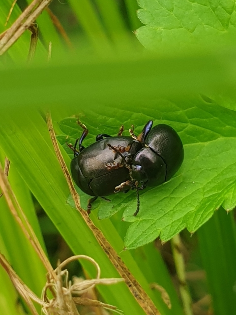 Chrysolina sturmi - vöröslábú levelész