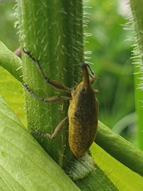 Lixus iridis - bürökfúró dudvabarkó