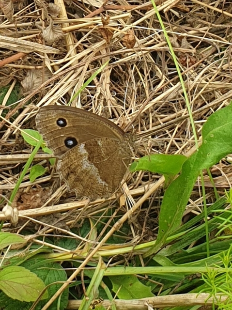 Minois dryas - fekete szemeslepke