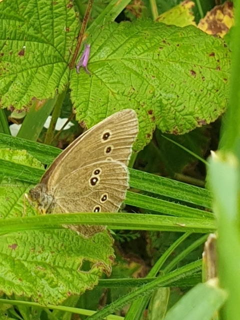 Aphantopus hyperanthus - közönséges ökörszemlepke
