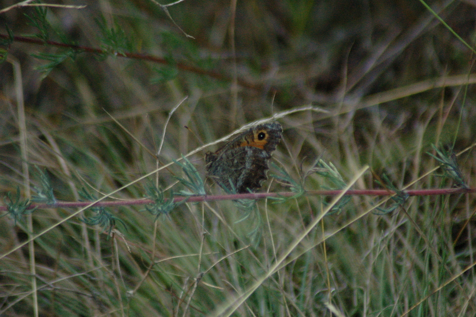Arethusana arethusa - közönséges szemeslepke