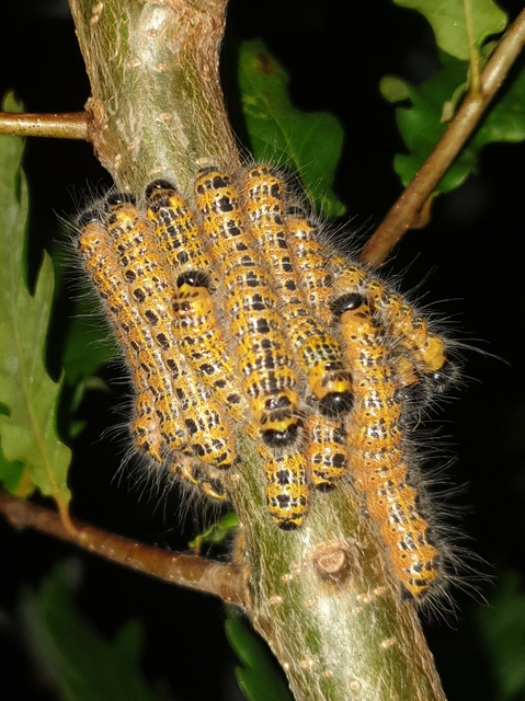 sárgafoltos púposszövő - Phalera bucephala