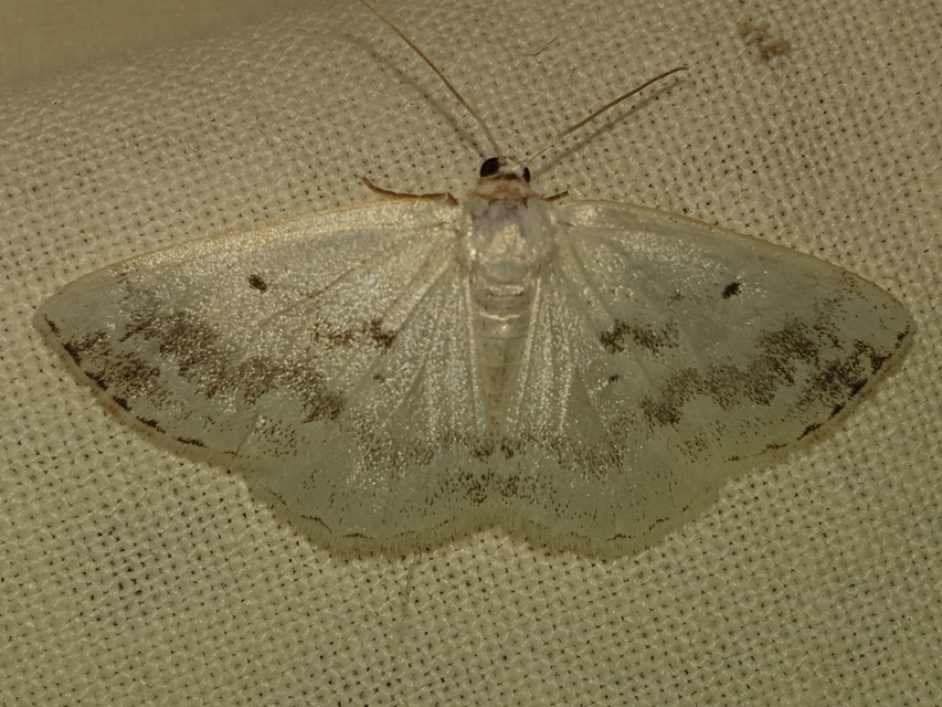 foltos fehéraraszoló - Lomographa temerata