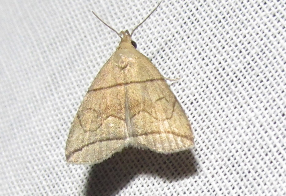 ligeti karcsúbagoly - Herminia grisealis