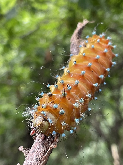 nagy pávaszem - Saturnia pyri