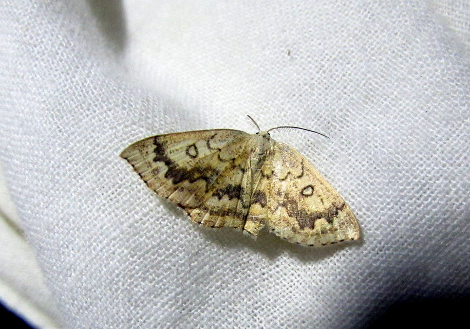 gyűrűs pettyesaraszoló - Cyclophora annularia
