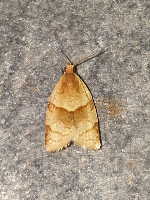 fakó sodrómoly - Clepsis rurinana