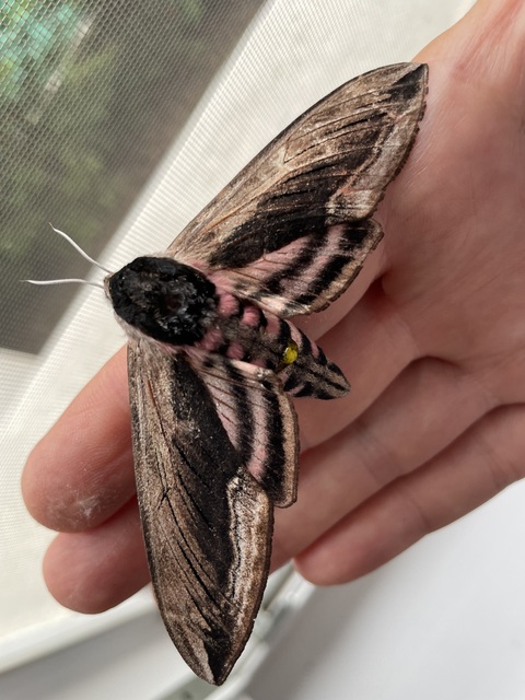 fagyalszender - Sphinx ligustri