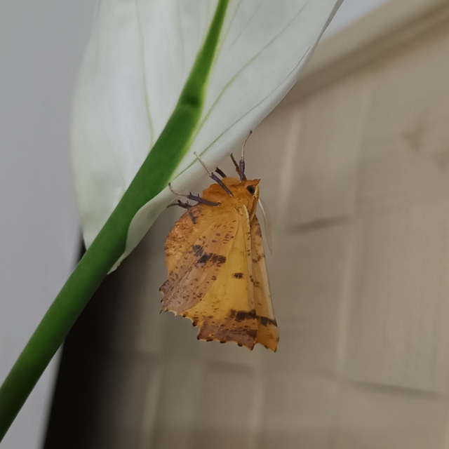 őszi levélaraszoló - Ennomos autumnaria