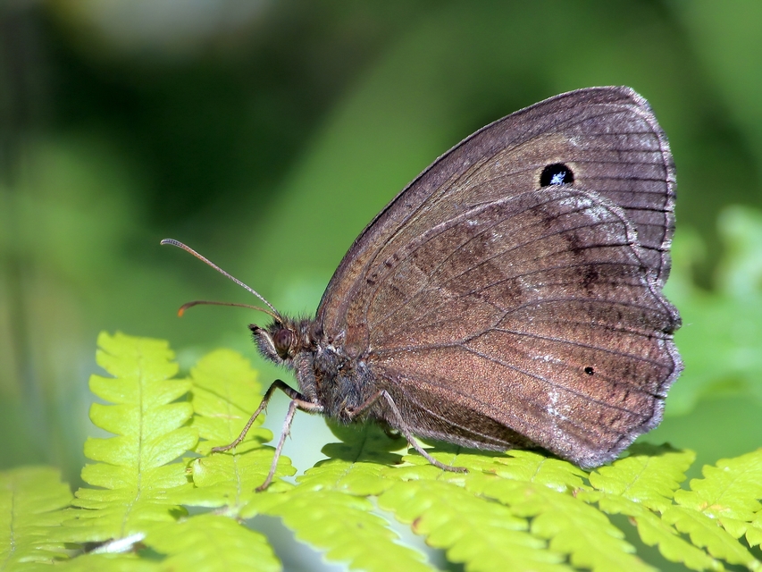 Minois dryas - fekete szemeslepke
