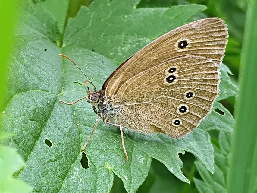 Aphantopus hyperanthus - közönséges ökörszemlepke