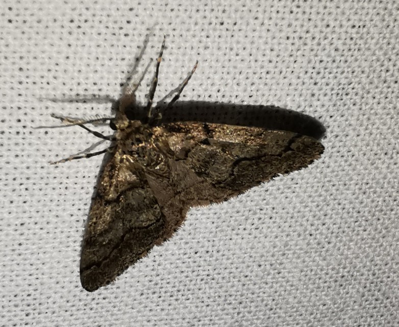 Tephronia sepiaria/Eumannia lepraria