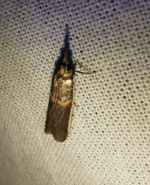 Etiella zinckenella - akácmoly