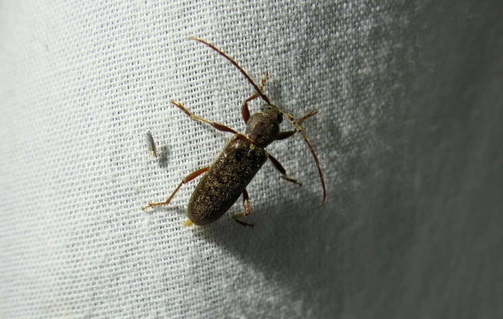 Trichoferus campestris - szállóvendég éjicincér