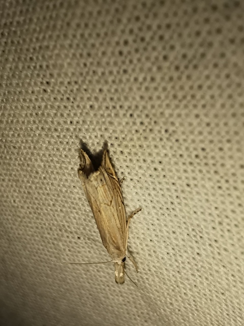 Metacrambus carectellus - homoki fűgyökérmoly