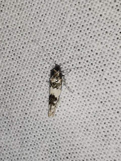Episcythris triangulella - mediterrán zöldmoly