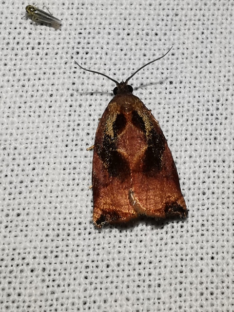 Archips podana - dudvarágó sodrómoly