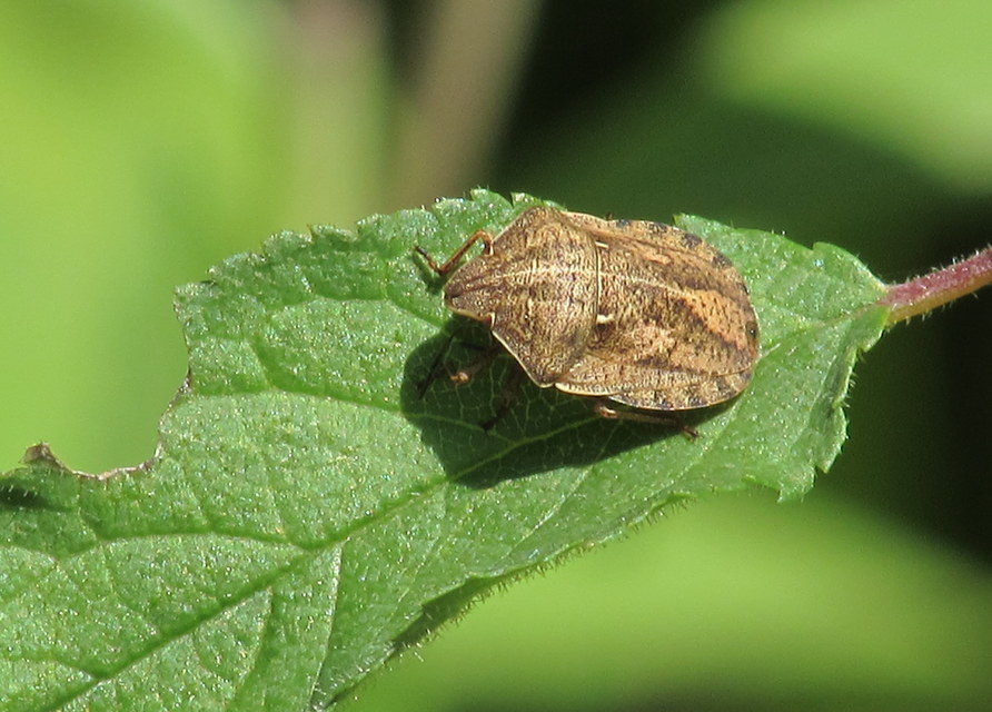 Eurygaster Eurygaster