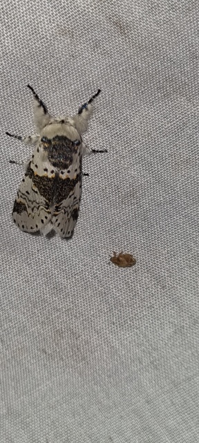 apáca-púposszövő - Furcula bicuspis