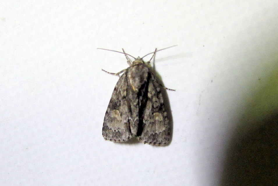 Acronicta strigosa - kis szigonyosbagoly