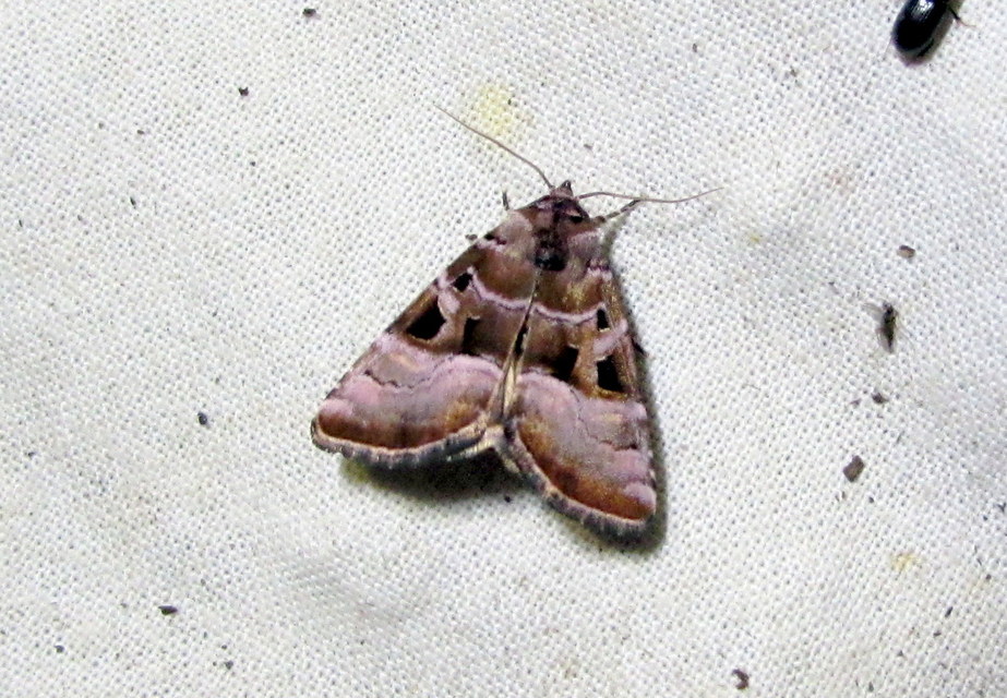 ametisztbagoly - Eucarta amethystina