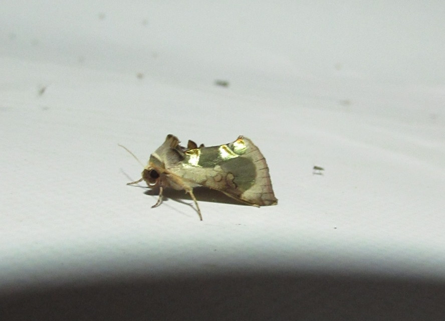 nemes aranybagoly - Diachrysia zosimi