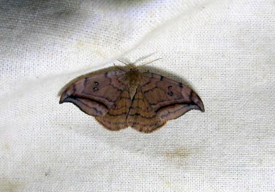 égerfa-sarlósszövő - Drepana curvatula