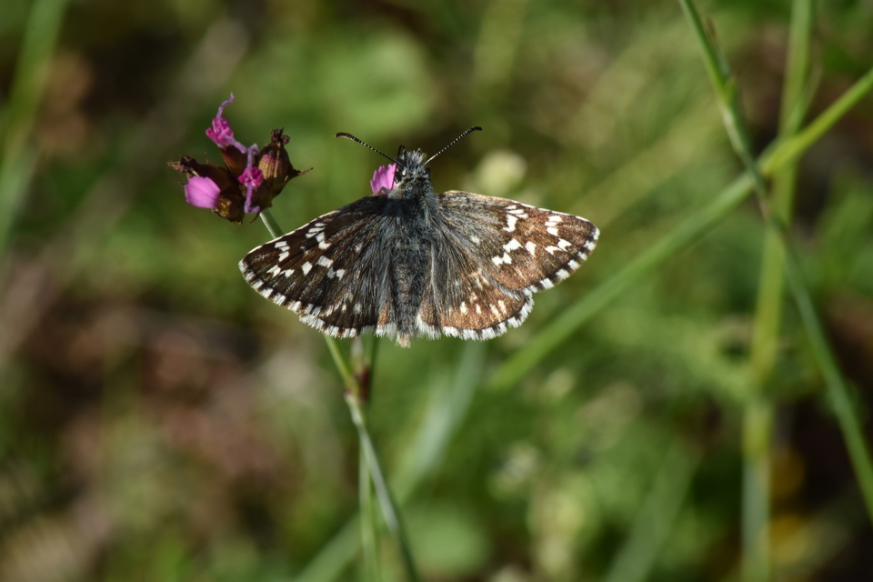 Pyrgus armoricanus - feles busalepke