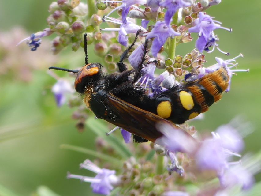 Megascolia maculata - óriás-tőrösdarázs