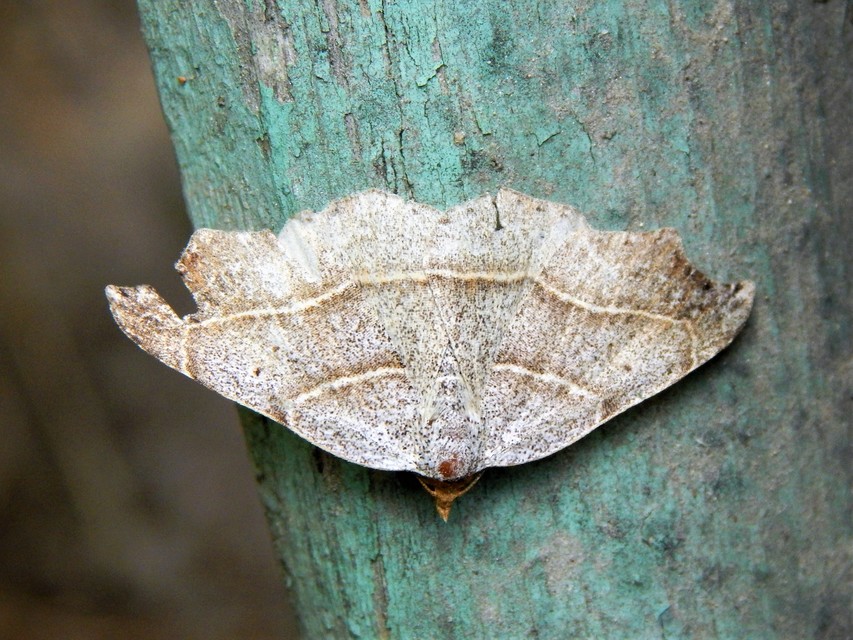 Laspeyria flexula - zuzmóbagoly
