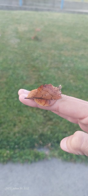 Gastropacha quercifolia - tölgylevélpohók
