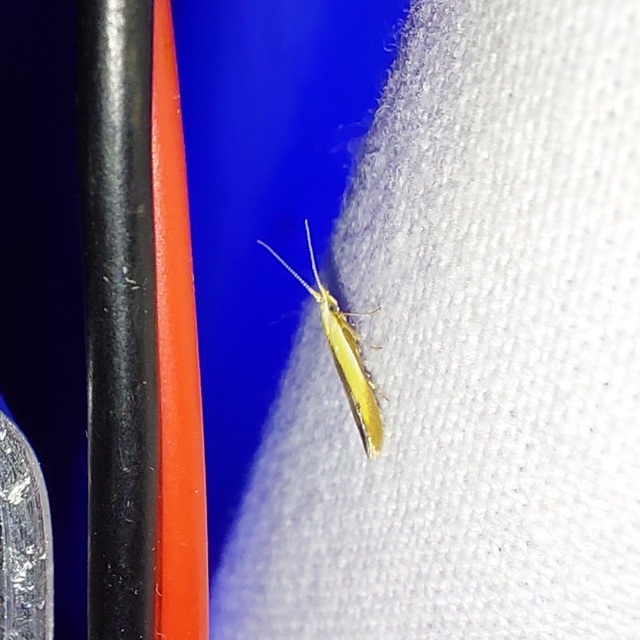 barnaszegélyes zsákosmoly - Coleophora nigridorsella