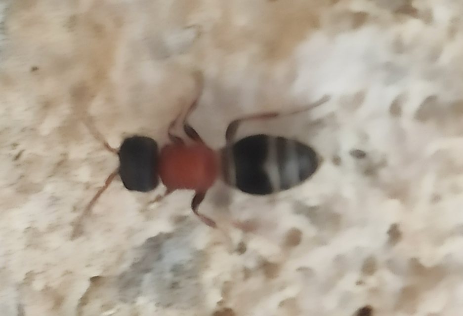 Mutillidae - hangyadarazsak