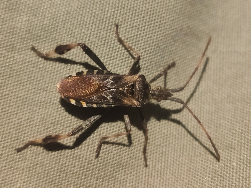 Leptoglossus occidentalis - nyugati levéllábú poloska