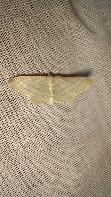 napvirág-apróaraszoló - Idaea dilutaria