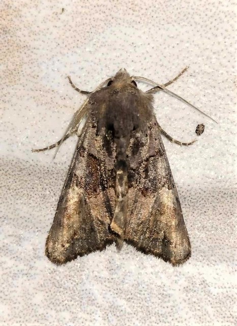 Euplexia lucipara - szeder-csipkésbagoly