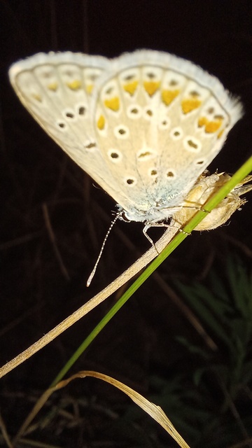 Polyommatus thersites - ibolyaszín boglárka