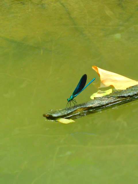 Calopteryx virgo - kisasszony-szitakötő