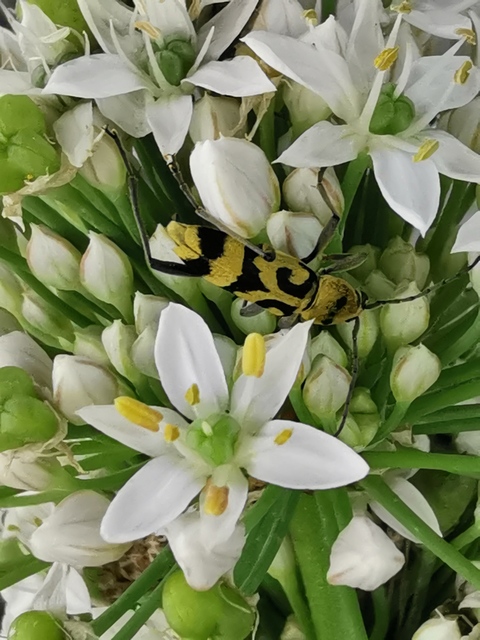 Chlorophorus varius - díszes darázscincér