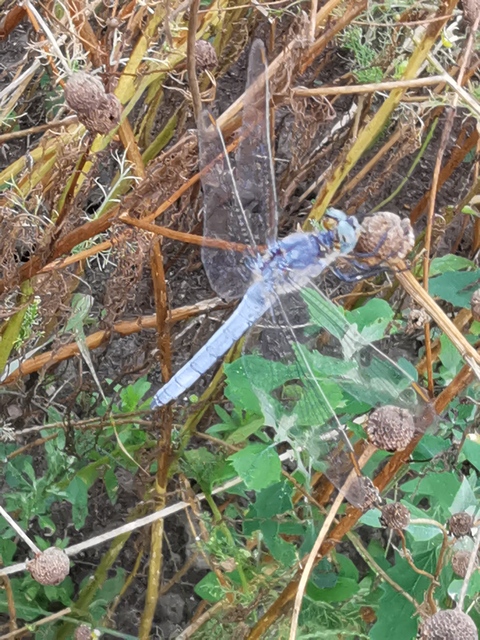 Orthetrum coerulescens - karcsú pásztorszitakötő