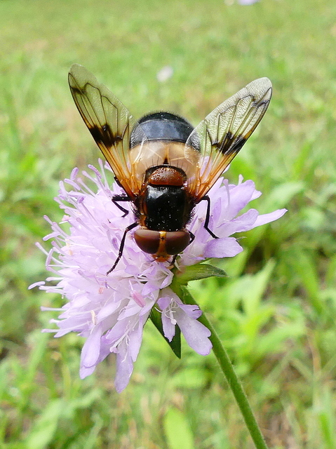 Volucella pellucens - üvegpotrohú pihelégy