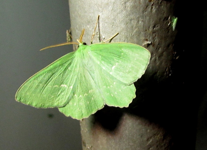 Geometra papilionaria - nagy zöldaraszoló