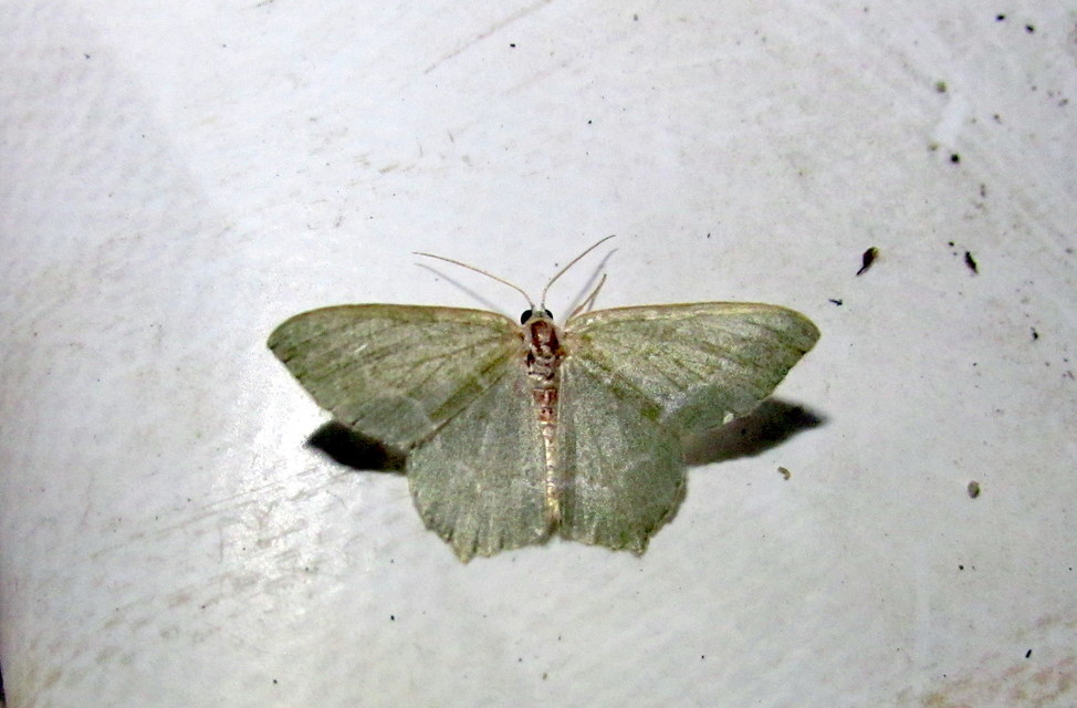 nyír-zöldaraszoló - Hemithea aestivaria