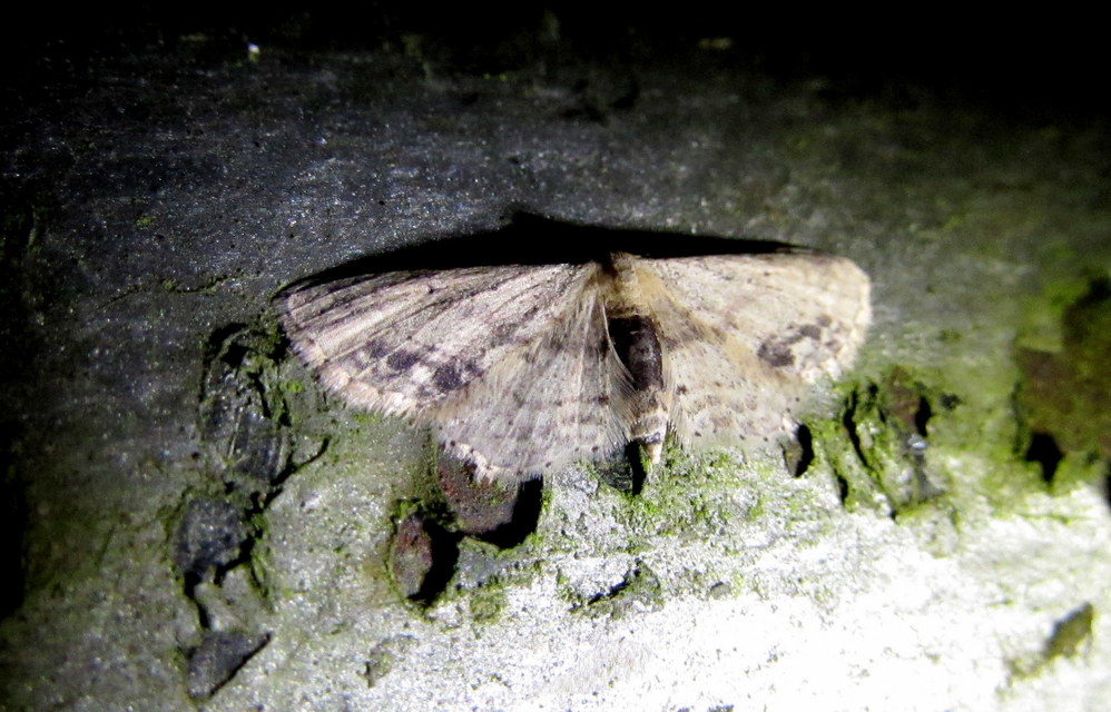 gyakori apróaraszoló - Idaea dimidiata