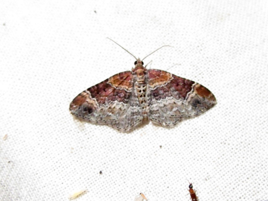 Xanthorhoe spadicearia - sávos tarkaaraszoló