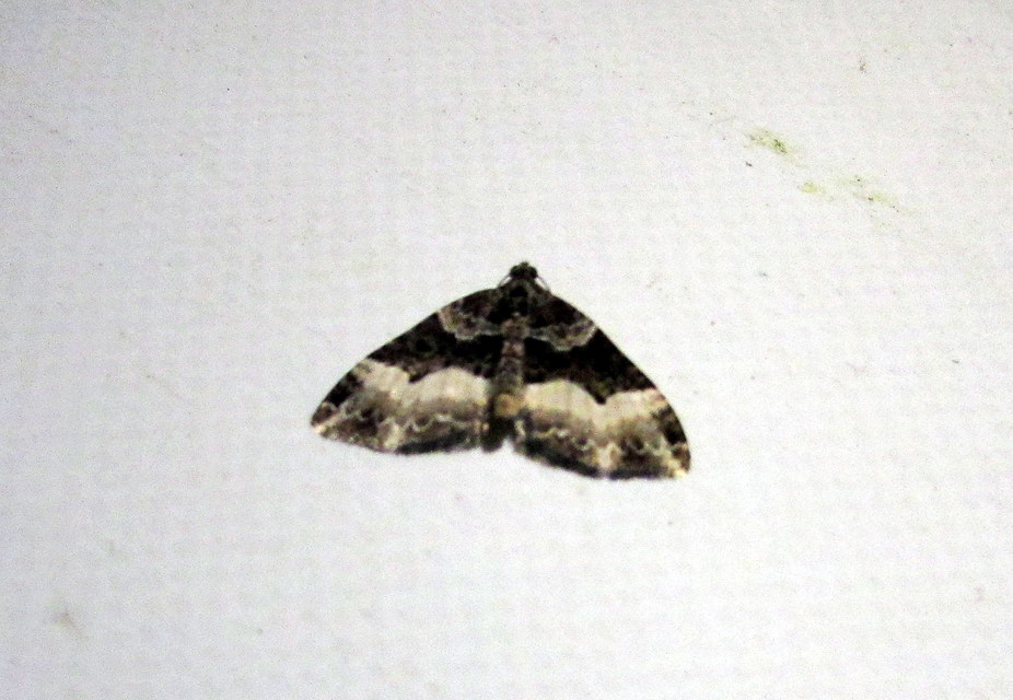 fogassávú tarkaaraszoló - Euphyia unangulata